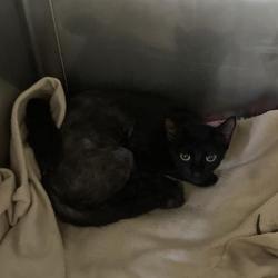 Shelter Stray Unknown Cat last seen , 12910 Yukon Ave, Hawthorne, CA 90250, USA