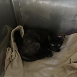 Shelter Stray Unknown Cat last seen , 12910 Yukon Ave, Hawthorne, CA 90250, USA