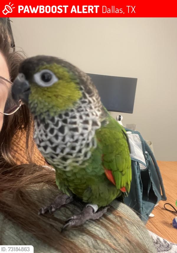 Lost Female Bird last seen Trinity Mills Village apmt building 4, Dallas, TX 75287