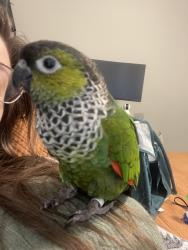 Lost Female Bird last seen Trinity Mills Village apmt building 4, Dallas, TX 75287
