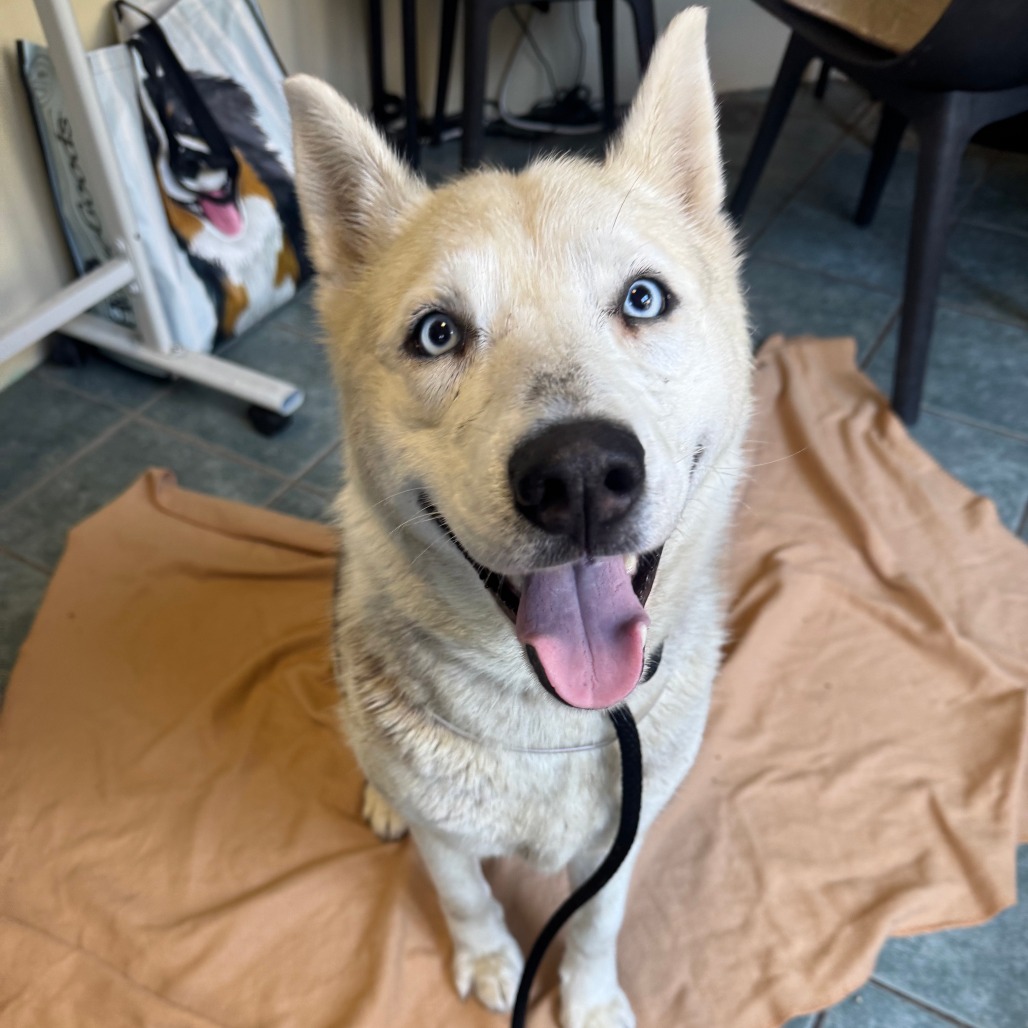 Shelter Stray Female Dog last seen , 361 S Raymond Ave, Pasadena, CA 91105, USA