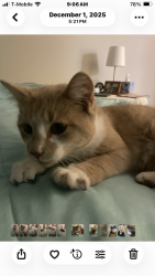 Reunited Female Cat last seen Near back entrance to Hannaford Plaza, East Greenbush, NY 12061
