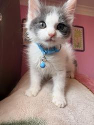 Reunited Male Cat last seen Calle capistrano, San Marcos, CA 92069