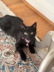 Lost Female Cat last seen SW Vista and SW Jackson, Portland, OR 97201