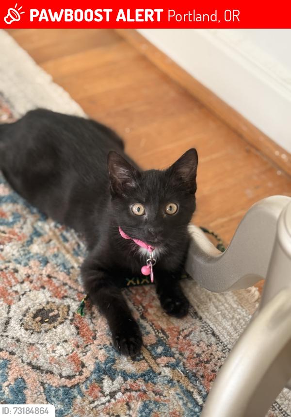 Lost Female Cat last seen SW Vista and SW Jackson, Portland, OR 97201