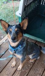 Lost Female Dog last seen Centerpoint rd hwy 113, Carrollton, GA 30117
