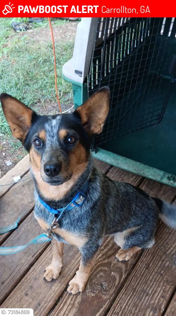 Lost Female Dog last seen Centerpoint rd hwy 113, Carrollton, GA 30117