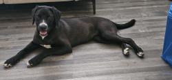 Reunited Female Dog last seen Valley cove court, Raleigh, NC 27616