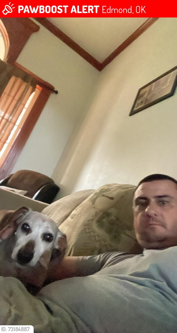 Lost Male Dog last seen Near Simon ave, Edmond, OK 73003