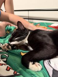 Lost Female Cat last seen 40th and NE 88th St., Seattle, WA 98115