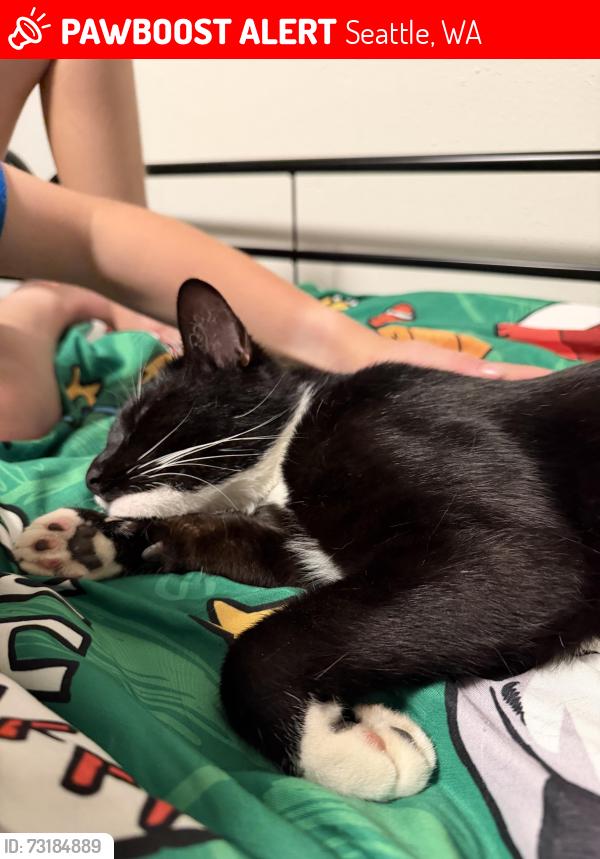 Lost Female Cat last seen 40th and NE 88th St., Seattle, WA 98115