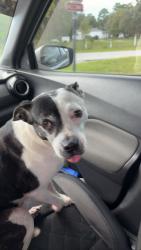 Reunited Female Dog last seen Lancer and Akins, Shady Hills, FL 34610