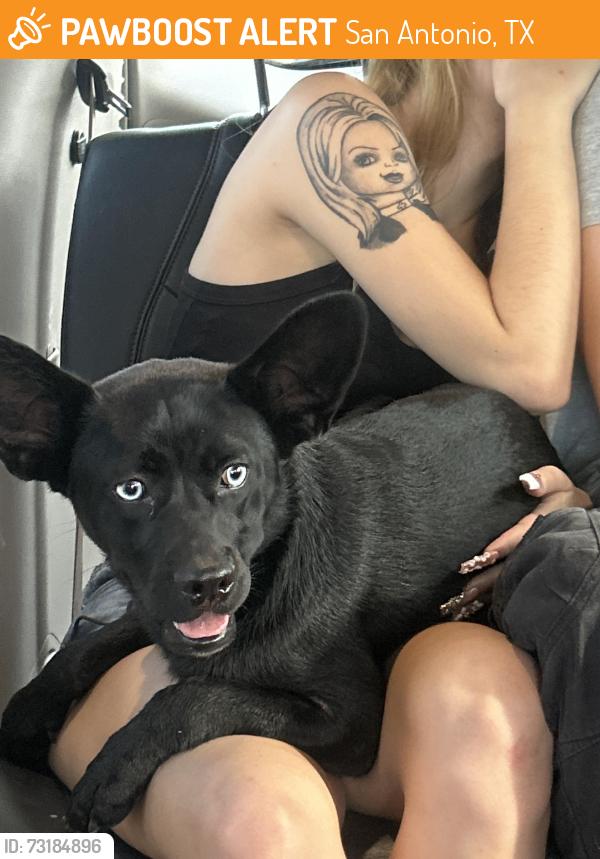 Found/Stray Female Dog last seen Near Blanco Rd San Antonio, TX 78216 United States, San Antonio, TX 78216