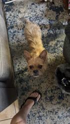 Found/Stray Male Dog last seen E Charleston and Pecos, Las Vegas, NV 89104