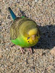 Found/Stray Female Bird last seen Love Park, Philadelphia, PA 19103