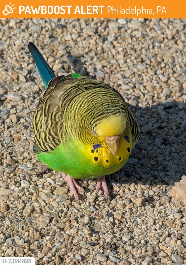 Found/Stray Female Bird last seen Love Park, Philadelphia, PA 19103
