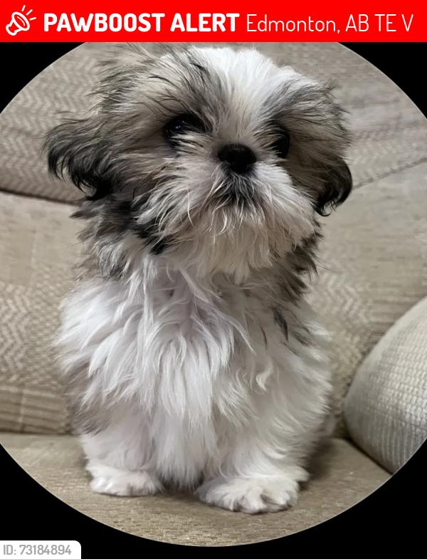 Lost Male Dog last seen Glengarry, Edmonton, AB T5E 1V4