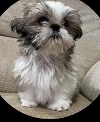 Lost Male Dog last seen Glengarry, Edmonton, AB T5E 1V4