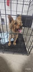 Found/Stray Unknown Dog last seen Stokes Ferry road salisbiry, nc, Salisbury, NC 28146