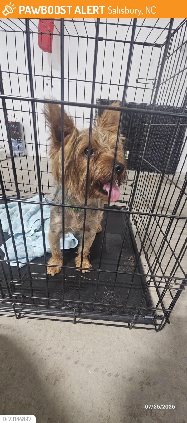 Found/Stray Unknown Dog last seen Stokes Ferry road salisbiry, nc, Salisbury, NC 28146