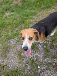 Found/Stray Unknown Dog last seen On 73 near Travis Farms, Seven Lakes, NC 27376