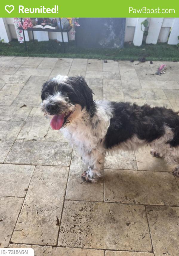 Reunited Female Dog last seen Backyard, Cutler Bay, FL 33190