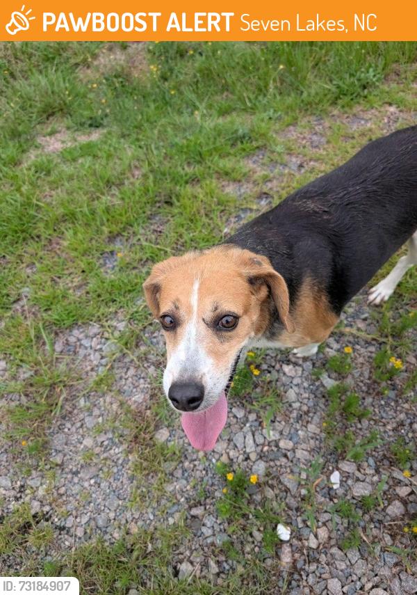 Found/Stray Unknown Dog last seen On 73 near Travis Farms, Seven Lakes, NC 27376
