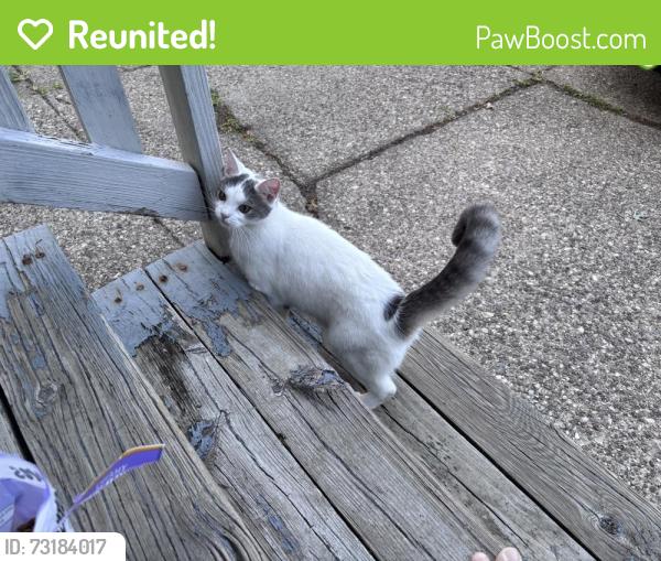 Reunited Female Cat last seen Crestwood and Tacoma, Buffalo, NY 14216