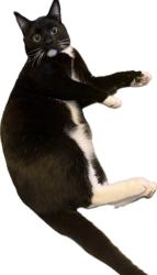 Reunited Male Cat last seen NE 79th Ave & NE Siskiyou St, Portland, OR 97213