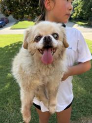 Found/Stray Male Dog last seen 101st and memorial, behind target, Tulsa, OK 74133