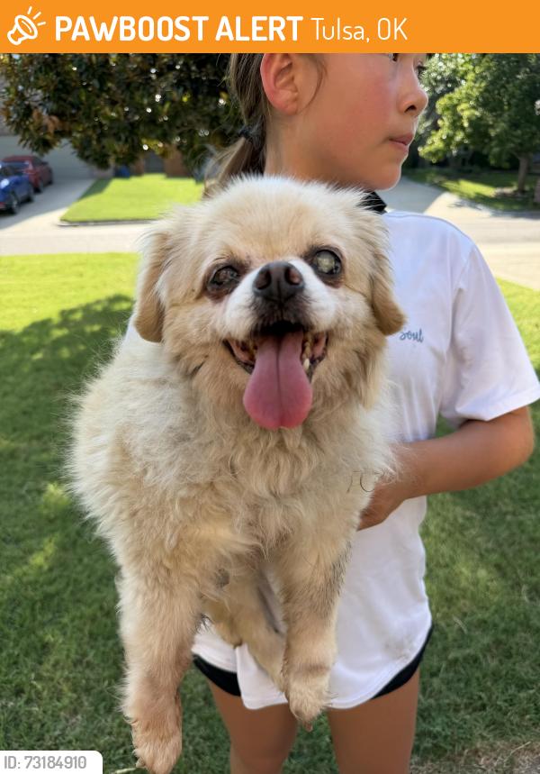 Found/Stray Male Dog last seen 101st and memorial, behind target, Tulsa, OK 74133