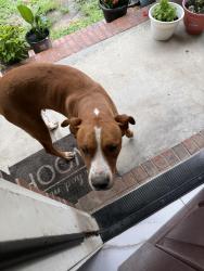 Found/Stray Female Dog last seen Joel Johnson Rd, Lillington, NC 27546