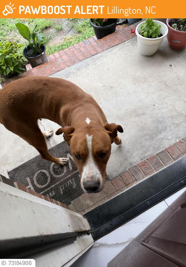 Found/Stray Female Dog last seen Joel Johnson Rd, Lillington, NC 27546