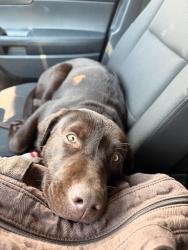 Reunited Female Dog last seen Center ridge rd and porter rd, Westlake, OH 44145
