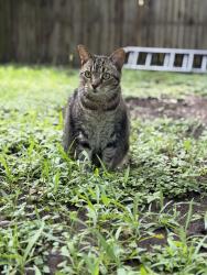 Lost Female Cat last seen Tooley and John Douglas, Van Alstyne, TX 75495
