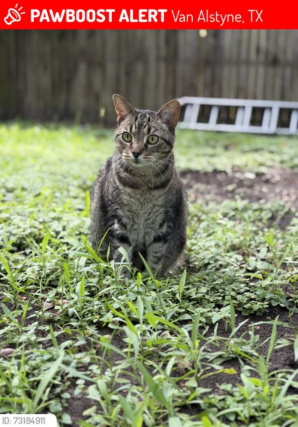Lost Female Cat last seen Tooley and John Douglas, Van Alstyne, TX 75495