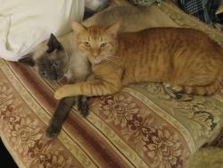 Lost Male Cat last seen near intersection Vassar & Gault, heading toward Topanga Cyn Blvd., Los Angeles, CA 91303