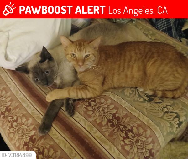 Lost Male Cat last seen near intersection Vassar & Gault, heading toward Topanga Cyn Blvd., Los Angeles, CA 91303