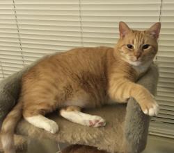 Reunited Female Cat last seen Amys St and Presioca, Dictionary Hill area, Spring Valley, CA 91977