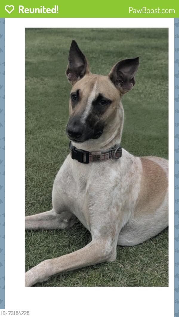 Reunited Female Dog last seen St John Lutheran Church/Kailua Road, Kailua, HI 96734