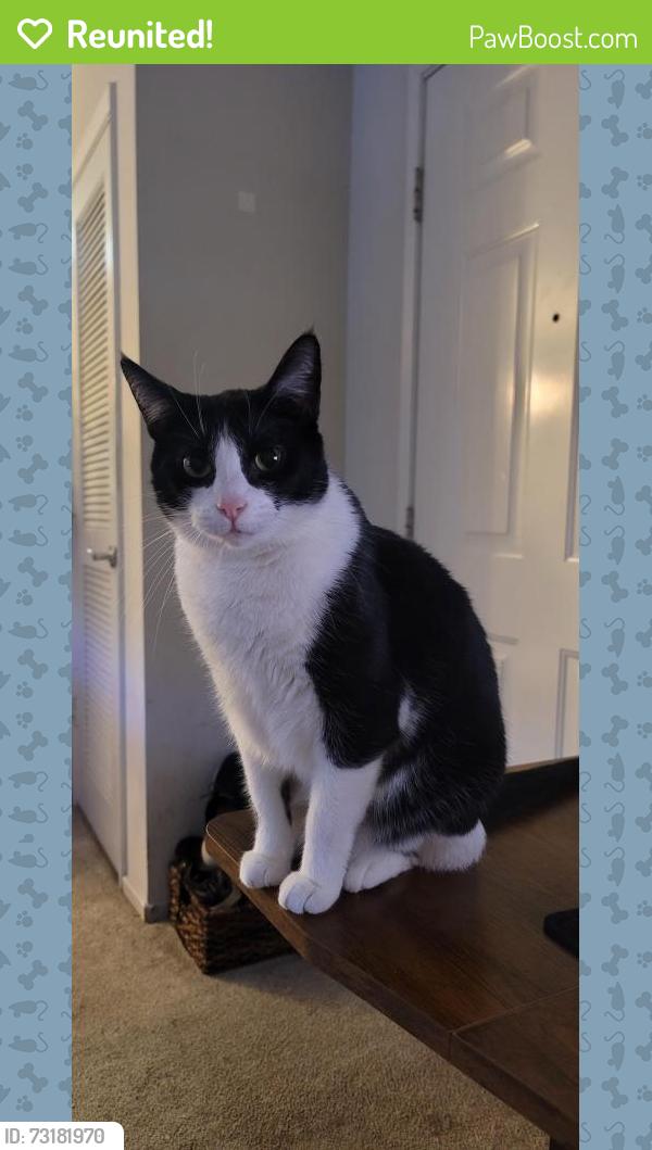 Reunited Female Cat last seen Morille Ave and Ione Dr., San Jose, CA 95132