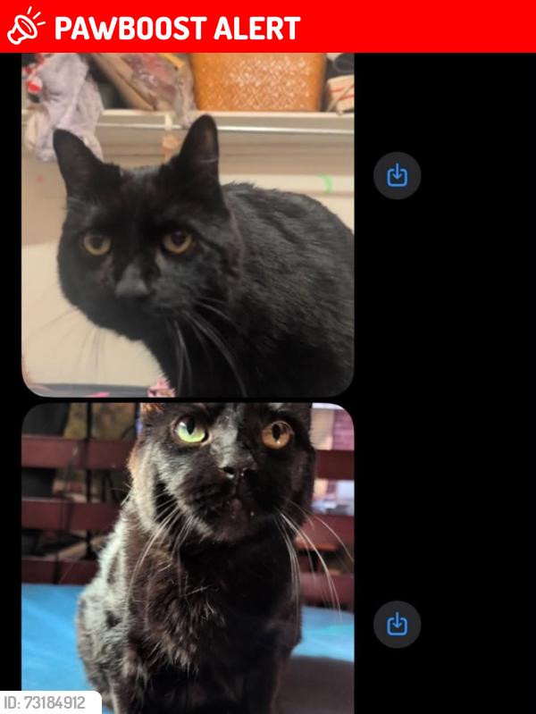 Lost Female Cat last seen Goderich st ivings dr, Saugeen Shores, ON N0H 2C1
