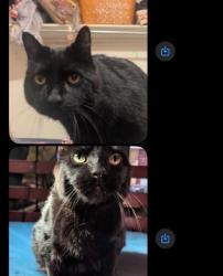 Lost Female Cat last seen Goderich st ivings dr, Saugeen Shores, ON N0H 2C1