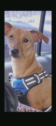 Reunited Male Dog last seen 32nd street, San Diego, CA 92113