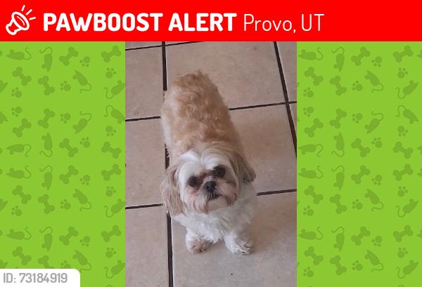 Lost Female Dog last seen Dominos in provo, Provo, UT 84606