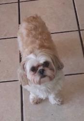 Lost Female Dog last seen Dominos in provo, Provo, UT 84606