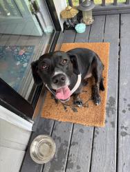 Found/Stray Female Dog last seen Thunderbird S, DeSoto County, MS 38632