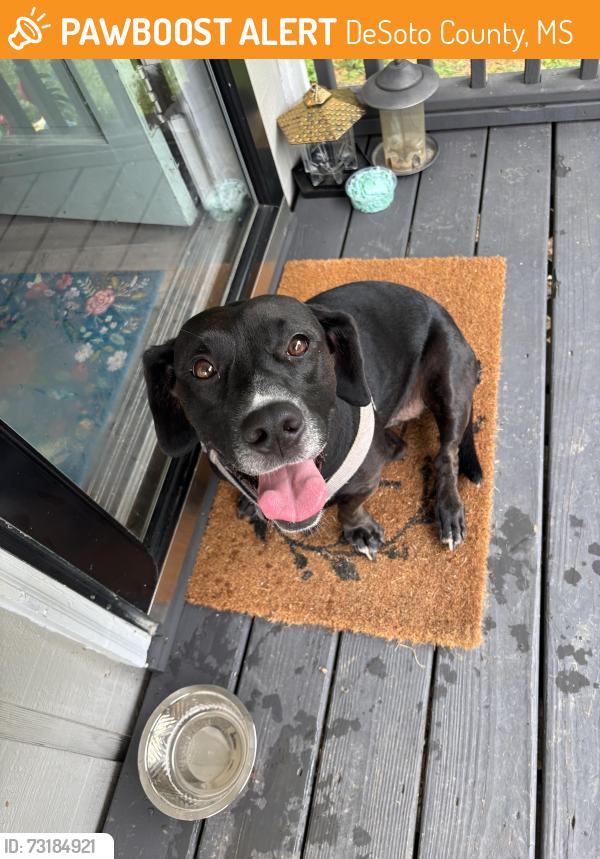 Found/Stray Female Dog last seen Thunderbird S, DeSoto County, MS 38632