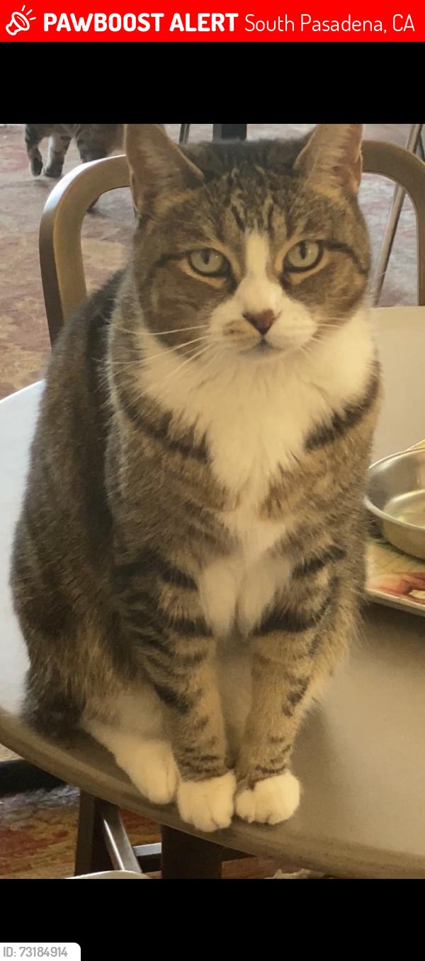 Lost Female Cat last seen Mission St, South Pasadena, CA 91030