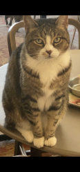 Lost Female Cat last seen Mission St, South Pasadena, CA 91030